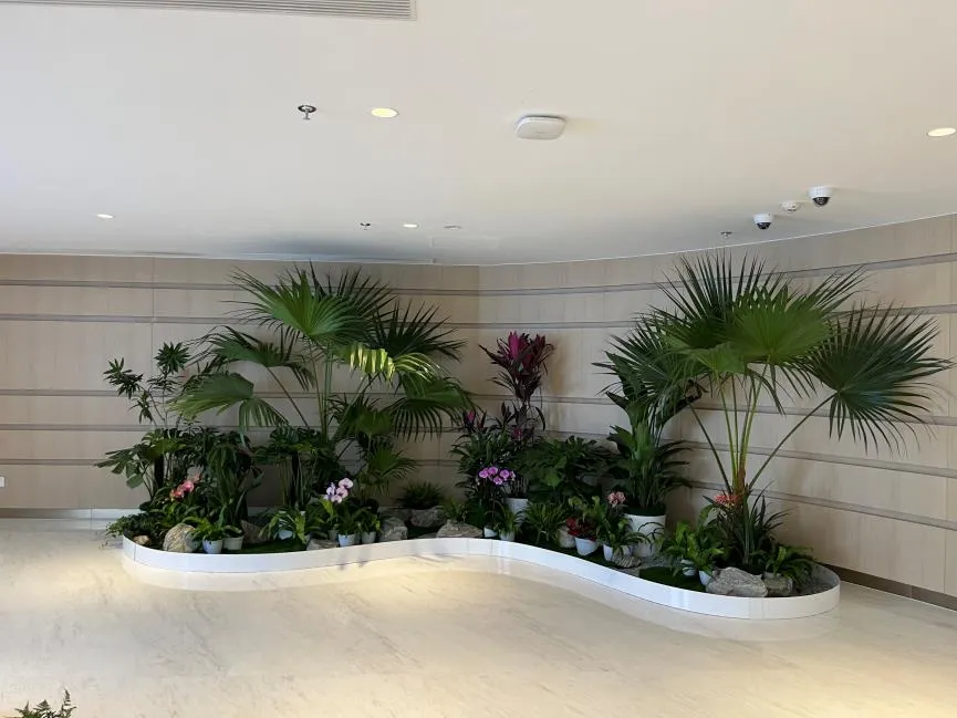 速看！宁波前湾绿植出租方案超实用